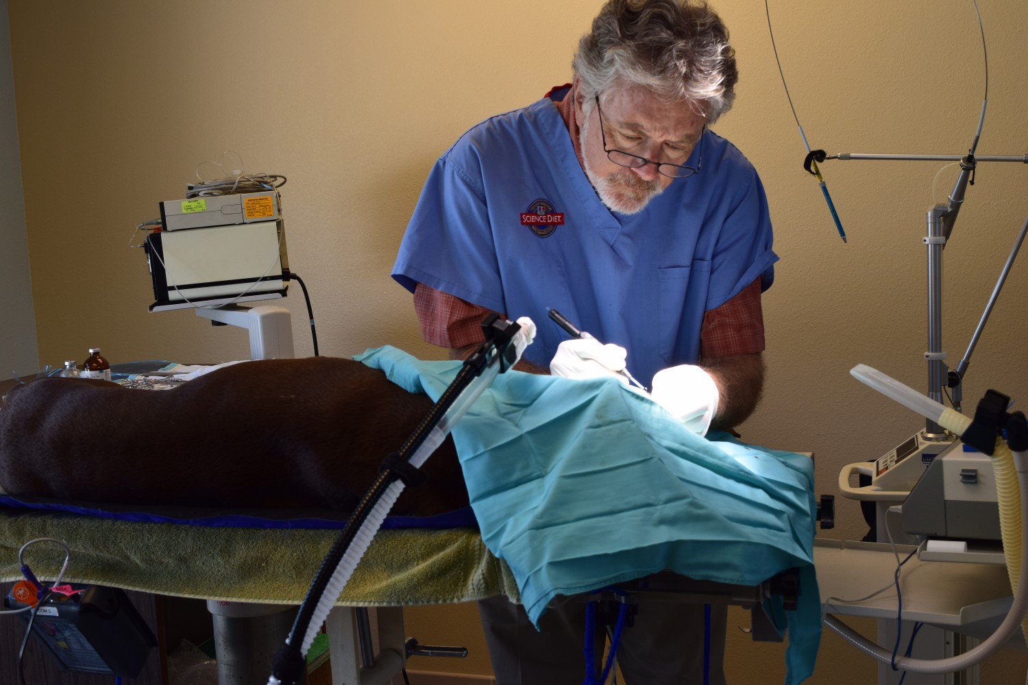 Palmetto Animal Clinic: Dr Beal in Surgery  Palmetto, FL  
