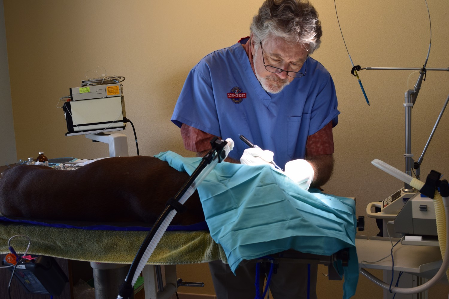 Palmetto Animal Clinic: Dr Beal in Surgery Palmetto, FL Palmetto Animal Clinic: Dr Beal in Surgery Palmetto, FL
