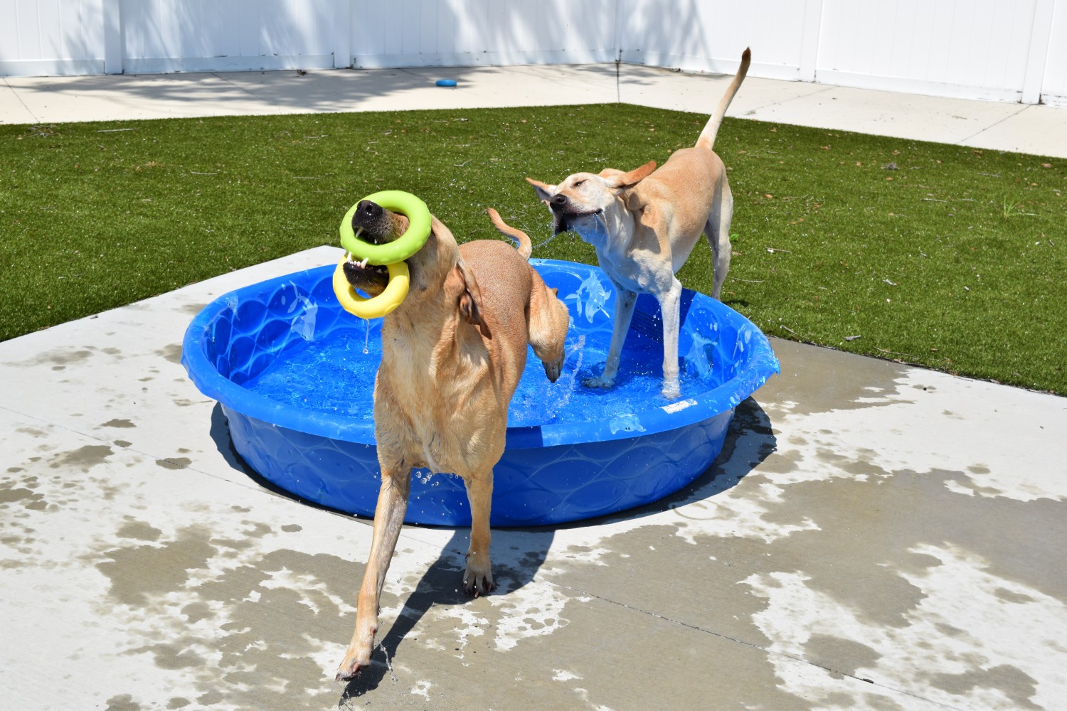 Palmetto Animal Clinic boarding at Opie's Doghouse pool play Palmetto Animal Clinic boarding at Opie's Doghouse pool play