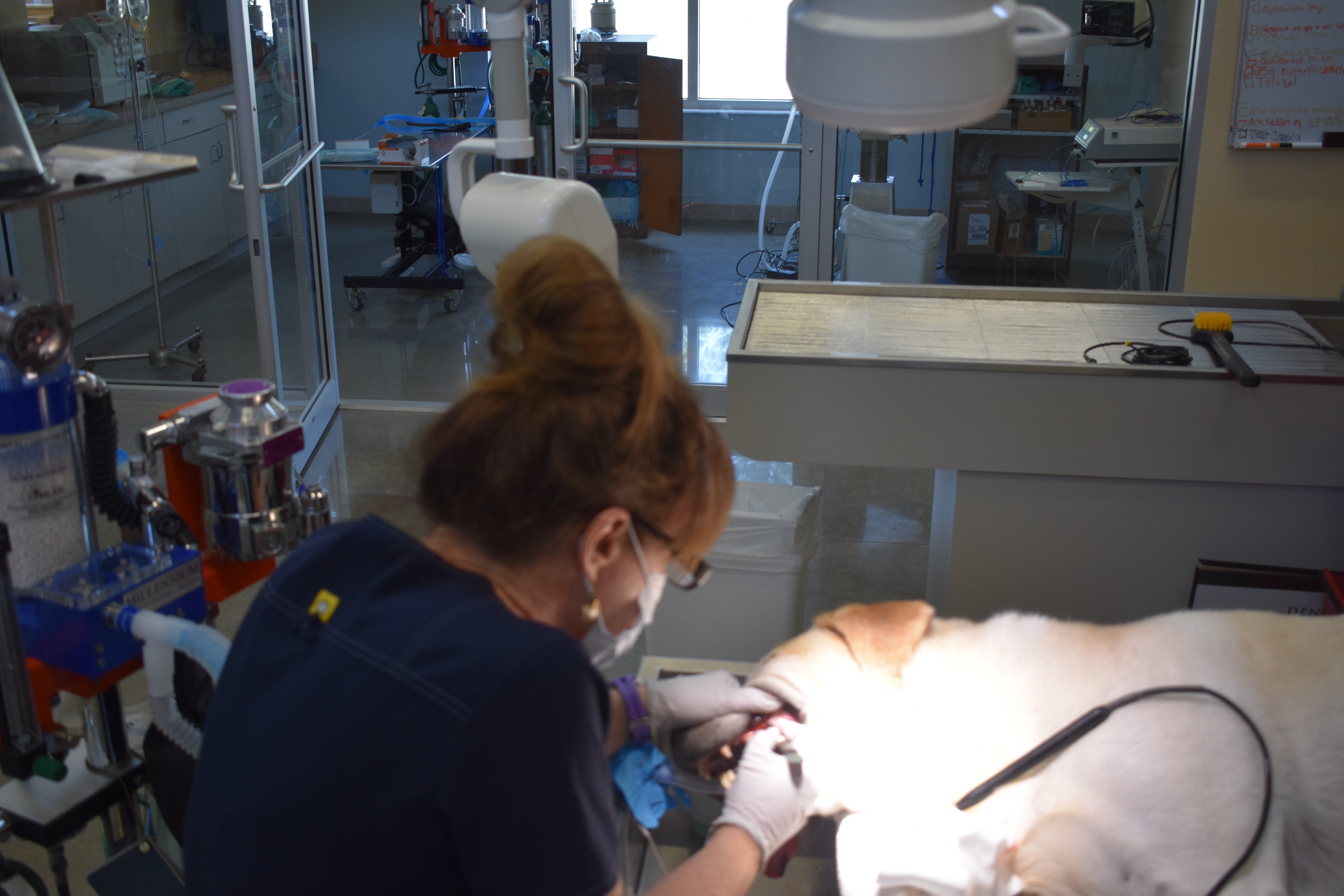 K9 Dental